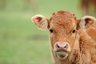 Veau