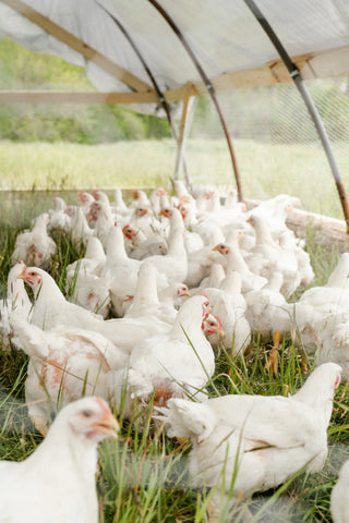 Poulet