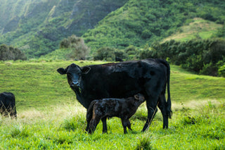 Boeuf